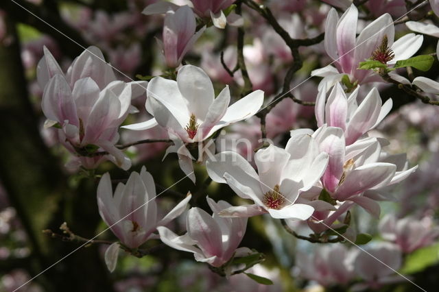 Magnolia (Magnolia spec.)