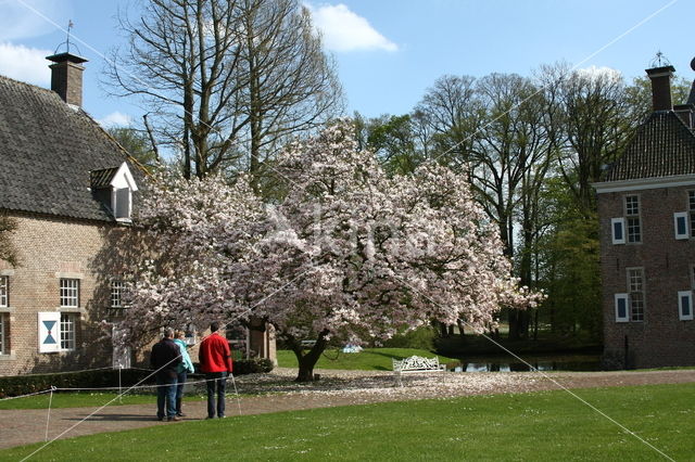 Magnolia (Magnolia spec.)