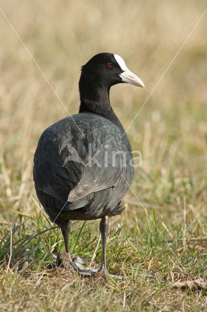 Meerkoet (Fulica atra)