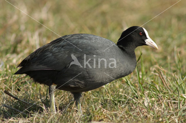 Common Coot (Fulica atra)