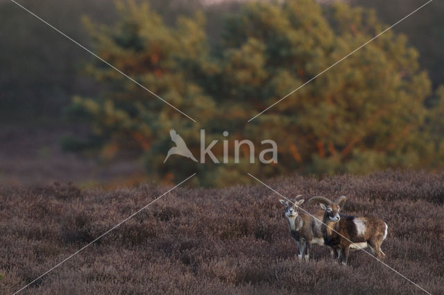 Mouflon (Ovis musimon)