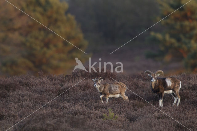 Mouflon (Ovis musimon)