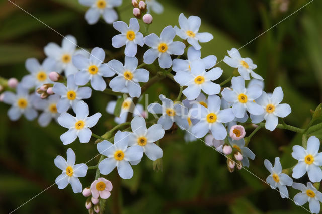 Moeras vergeet-mij-nietje (Myosotis palustris )