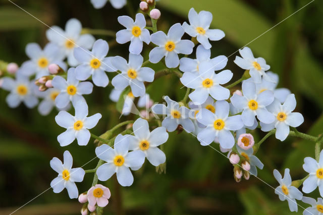 Moeras vergeet-mij-nietje (Myosotis palustris )