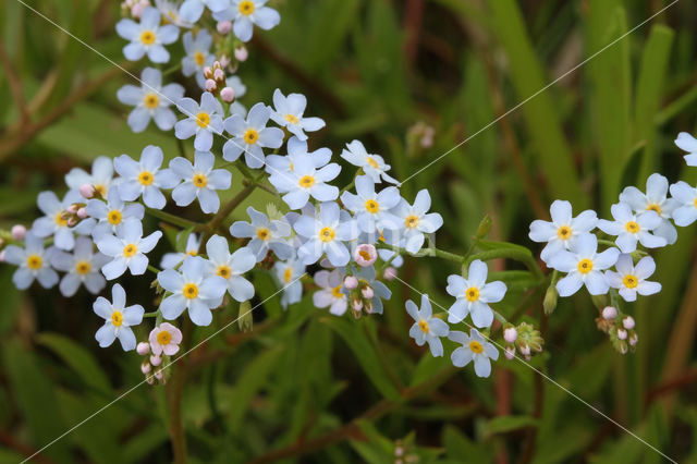 Moeras vergeet-mij-nietje (Myosotis palustris )