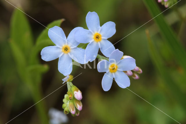 Moeras vergeet-mij-nietje (Myosotis palustris )