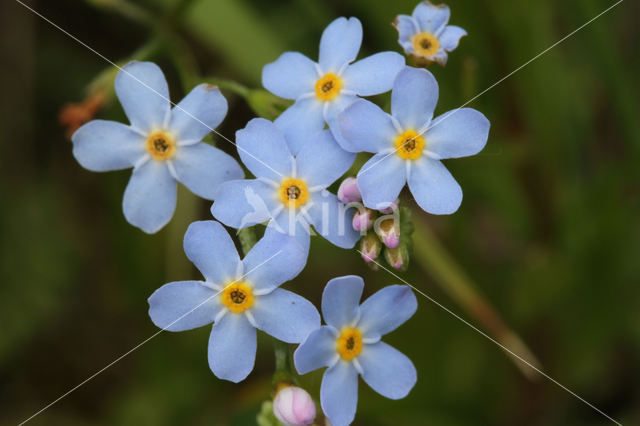 Moeras vergeet-mij-nietje (Myosotis palustris )