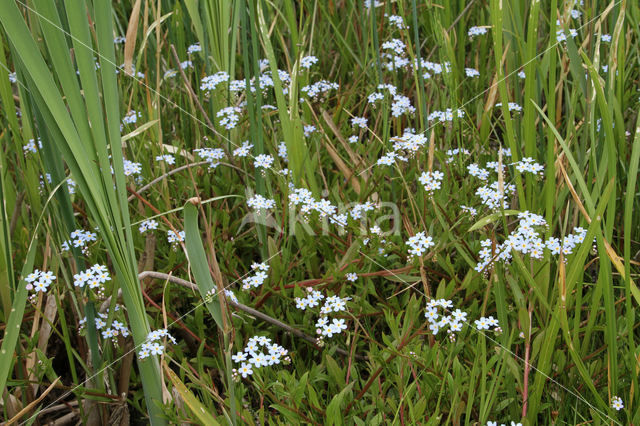 Moeras vergeet-mij-nietje (Myosotis palustris )