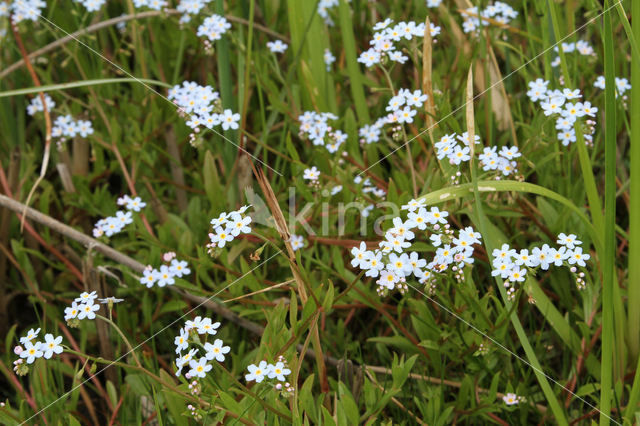 Moeras vergeet-mij-nietje (Myosotis palustris )