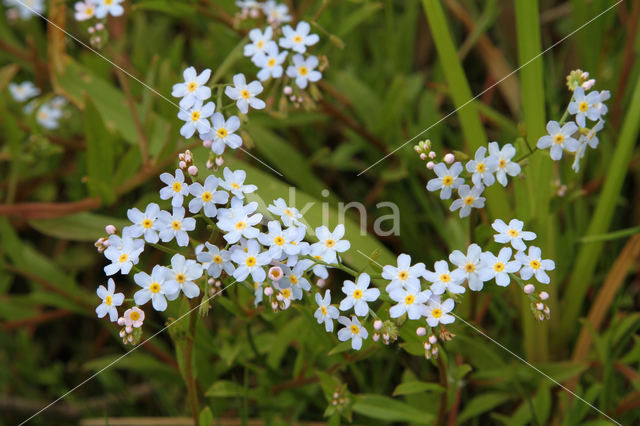 Waterforget-me-not (Myosotis palustris )