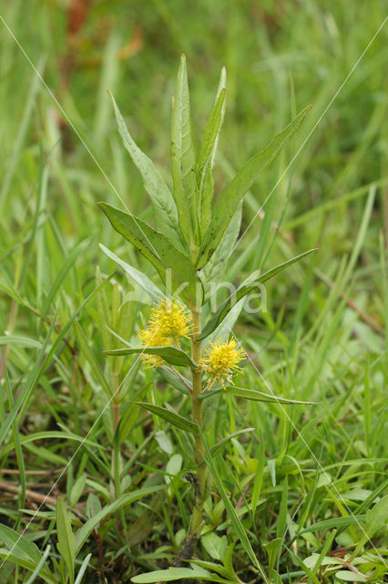 Tufted Loosestrife (Lysimachia thyrsiflora)