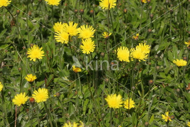 Muizenoor (Hieracium pilosella)