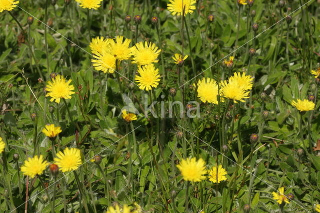 Muizenoor (Hieracium pilosella)