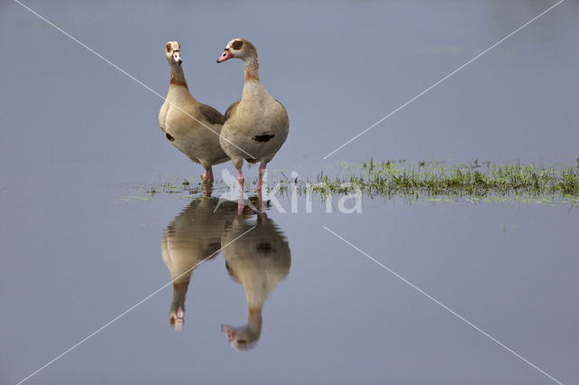 Egyptian Goose (Alopochen aegyptiaca)