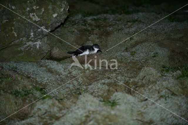 Noordse Pijlstormvogel (Puffinus puffinus)