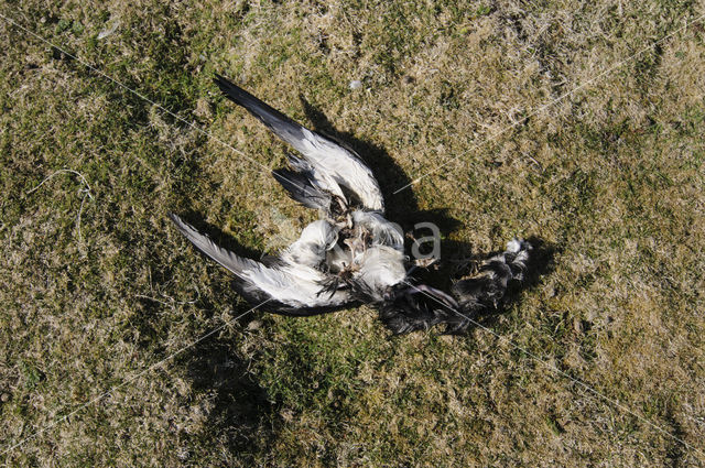 Noordse Pijlstormvogel (Puffinus puffinus)