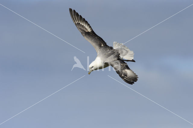 Noordse Stormvogel (Fulmarus glacialis)