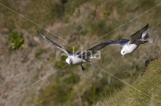 Noordse Stormvogel (Fulmarus glacialis)