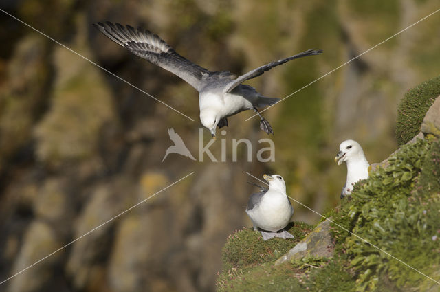 Noordse Stormvogel (Fulmarus glacialis)