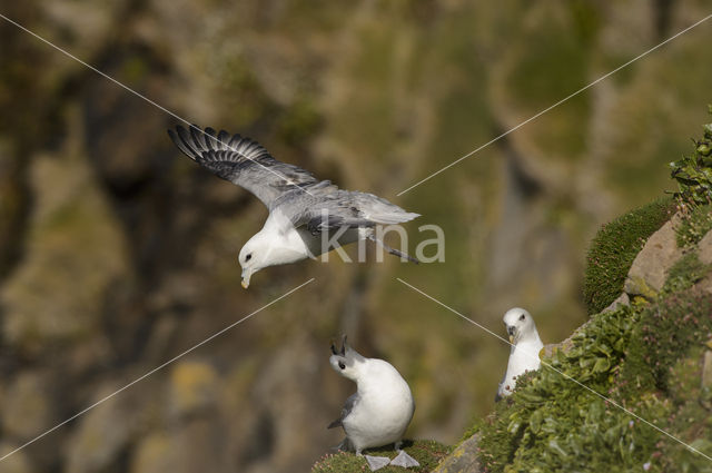 Noordse Stormvogel (Fulmarus glacialis)