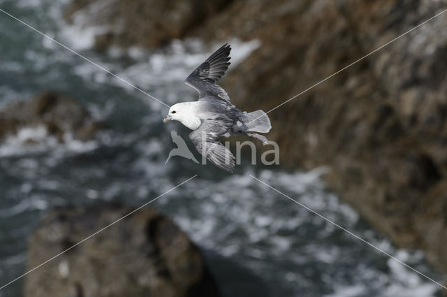 Noordse Stormvogel (Fulmarus glacialis)