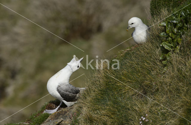 Noordse Stormvogel (Fulmarus glacialis)