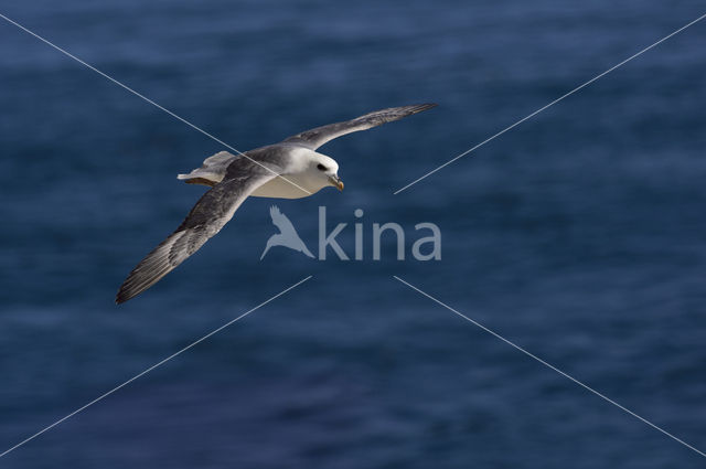 Noordse Stormvogel (Fulmarus glacialis)