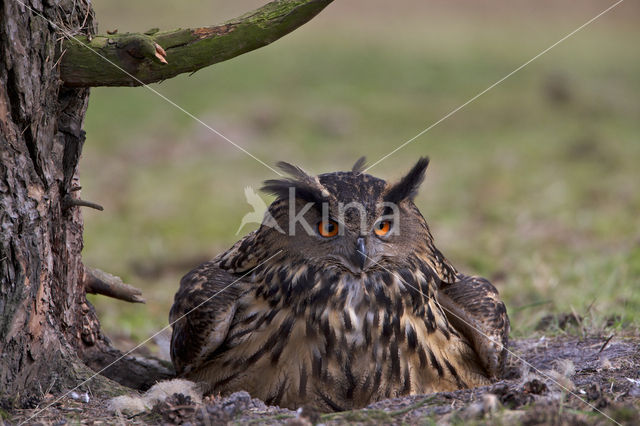 Eurasian Eagle-Owl (Bubo bubo)