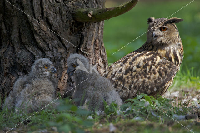 Eurasian Eagle-Owl (Bubo bubo)