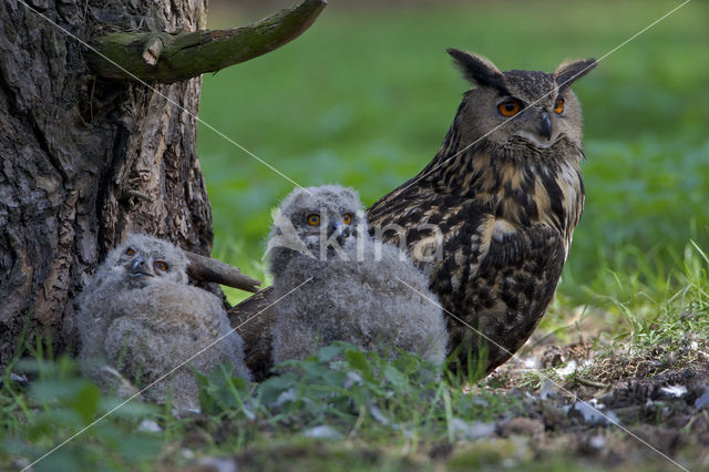 Oehoe (Bubo bubo)