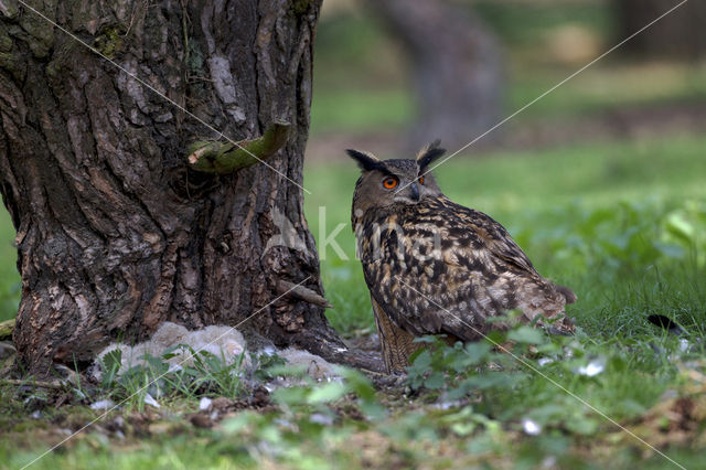 Eurasian Eagle-Owl (Bubo bubo)