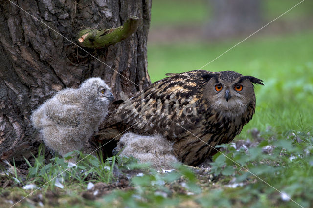 Eurasian Eagle-Owl (Bubo bubo)