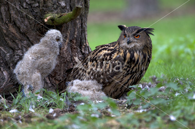 Oehoe (Bubo bubo)