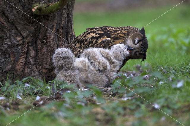 Eurasian Eagle-Owl (Bubo bubo)