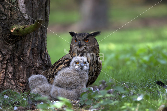 Eurasian Eagle-Owl (Bubo bubo)