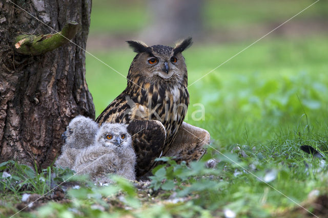 Eurasian Eagle-Owl (Bubo bubo)