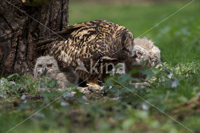 Eurasian Eagle-Owl (Bubo bubo)