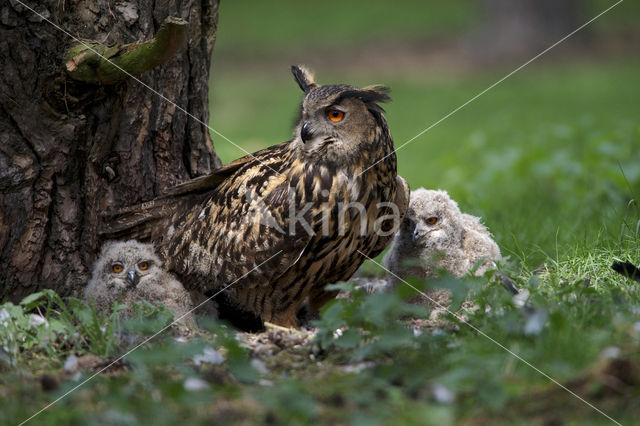 Eurasian Eagle-Owl (Bubo bubo)