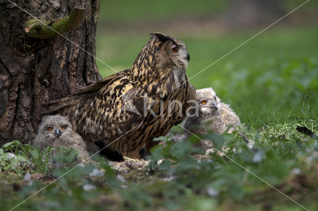 Oehoe (Bubo bubo)