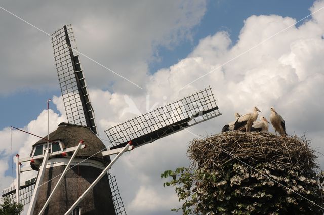 White Stork (Ciconia ciconia)