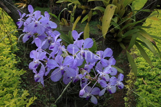orchid (Cymbidium spec.)