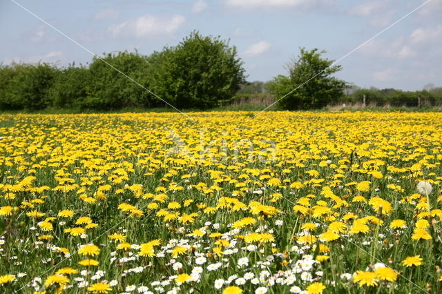 Paardenbloem (Taraxacum vulgare)