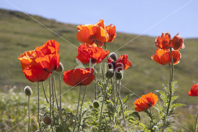 Poppy (Papaver spec)