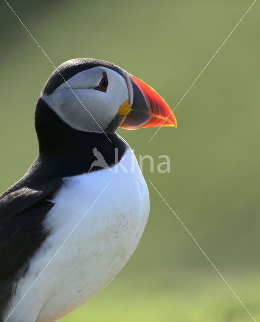 Atlantic Puffin (Fratercula arctica)