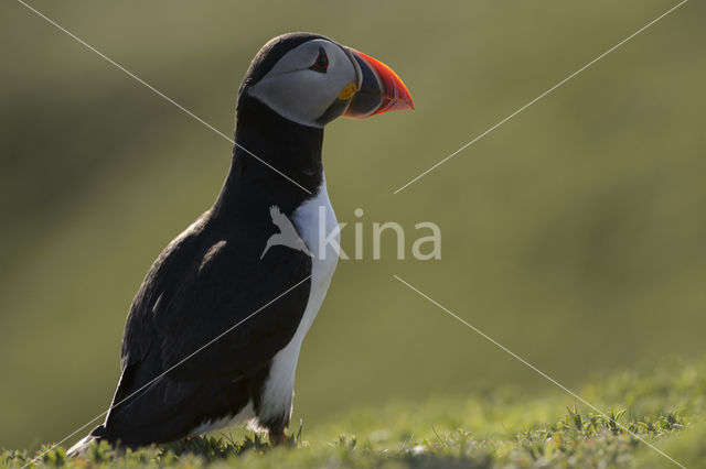 Atlantic Puffin (Fratercula arctica)