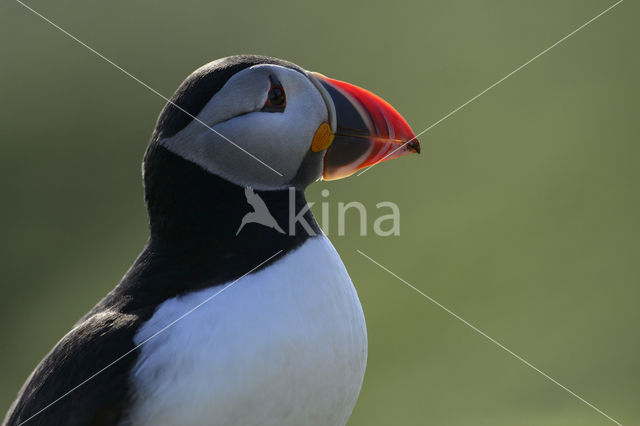 Atlantic Puffin (Fratercula arctica)