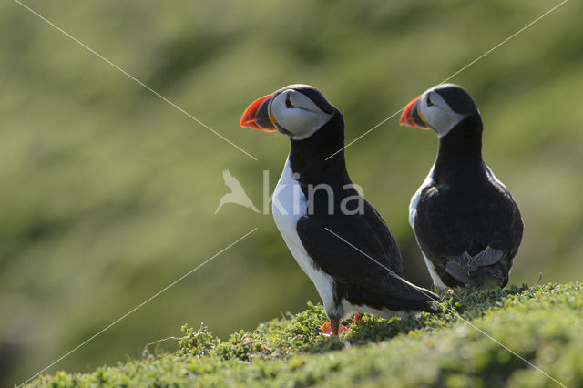 Atlantic Puffin (Fratercula arctica)