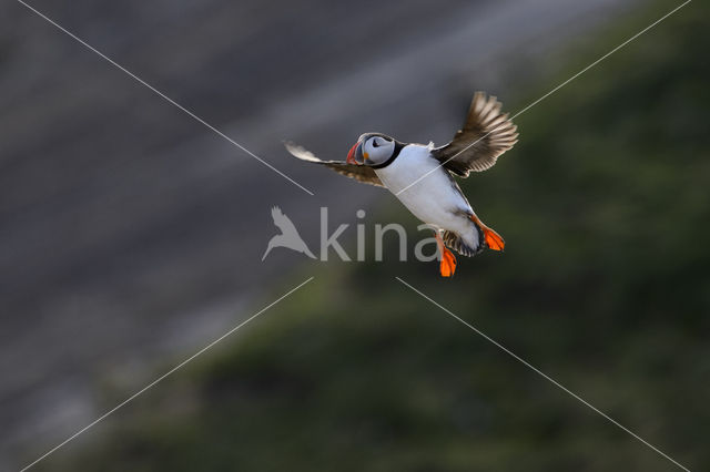 Atlantic Puffin (Fratercula arctica)