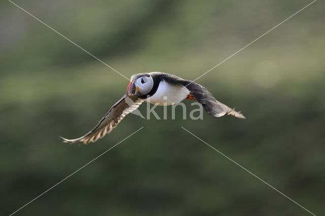 Atlantic Puffin (Fratercula arctica)