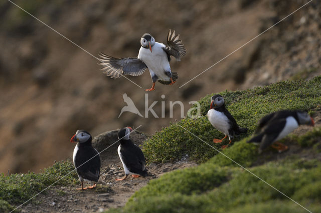 Atlantic Puffin (Fratercula arctica)